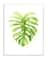 Stupell Industries Monstera Leaf Tropical Plant Over White Wall Plaque